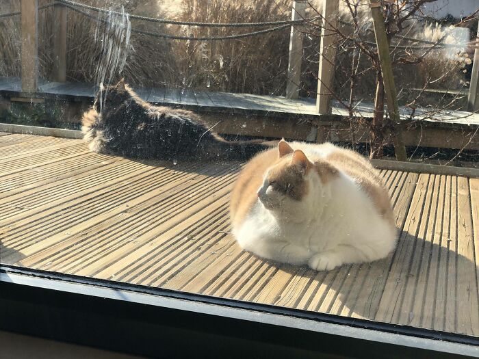 Chonk Brigade Sunbathing