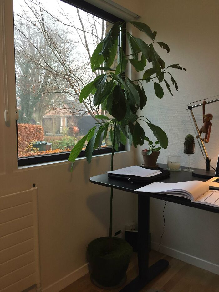 I Ate An Avocado 2,5 Years Ago, And Kept The Seed. This Is My Avocado Seed Today