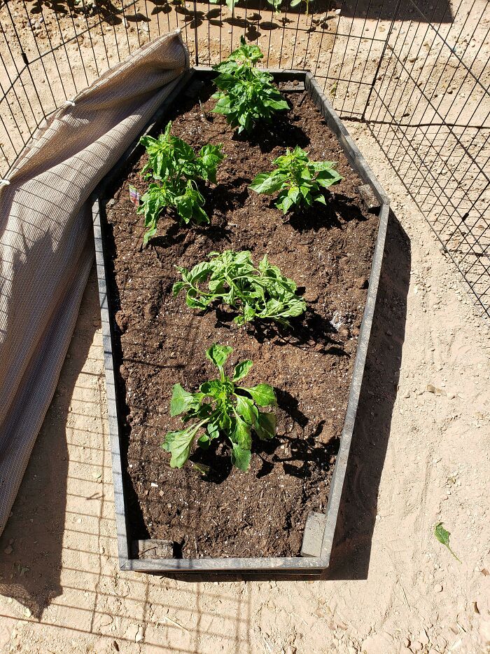 I've Created The Death Bed! Started As A Joke But Decided To Make It Happen. Carolina Reaper And Habanero Peppers