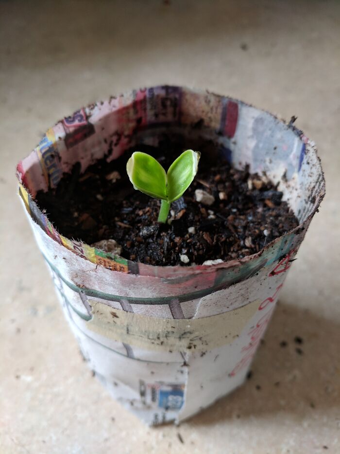 Luffa (Loofah) Sprout In Newspaper Pot