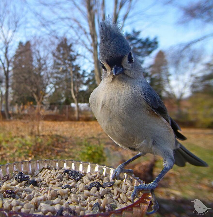 Tufted Titmouse