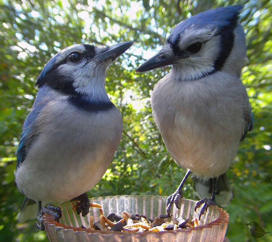 Blue Jays