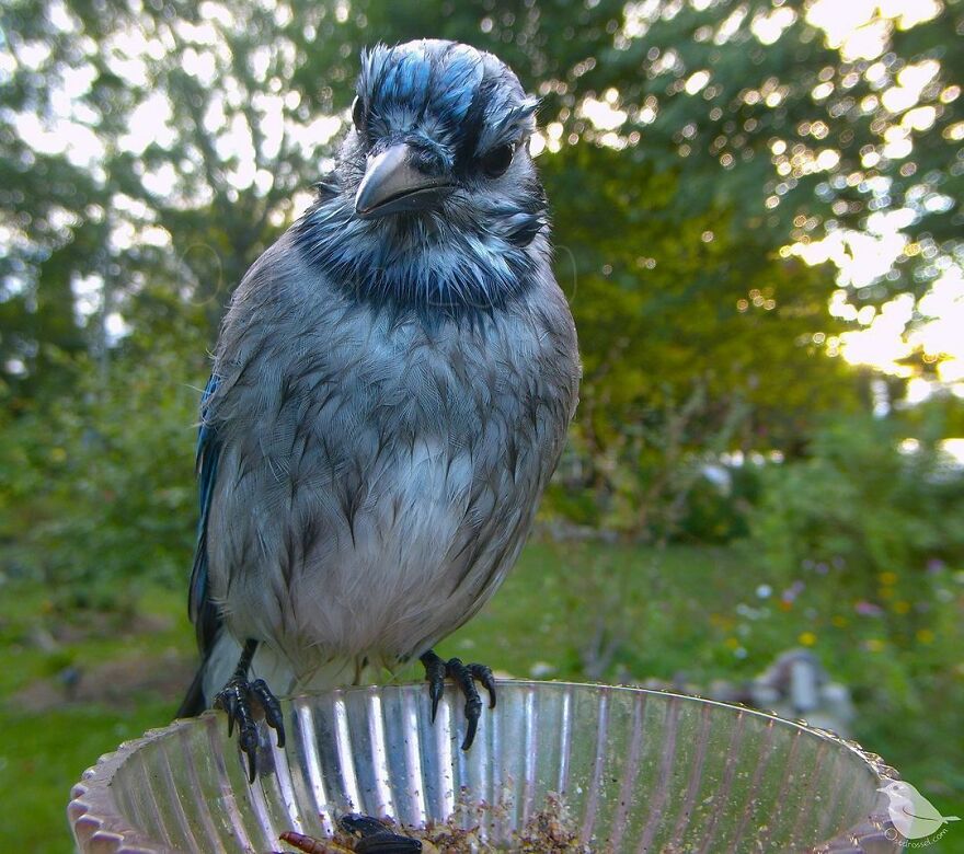 Blue Jay