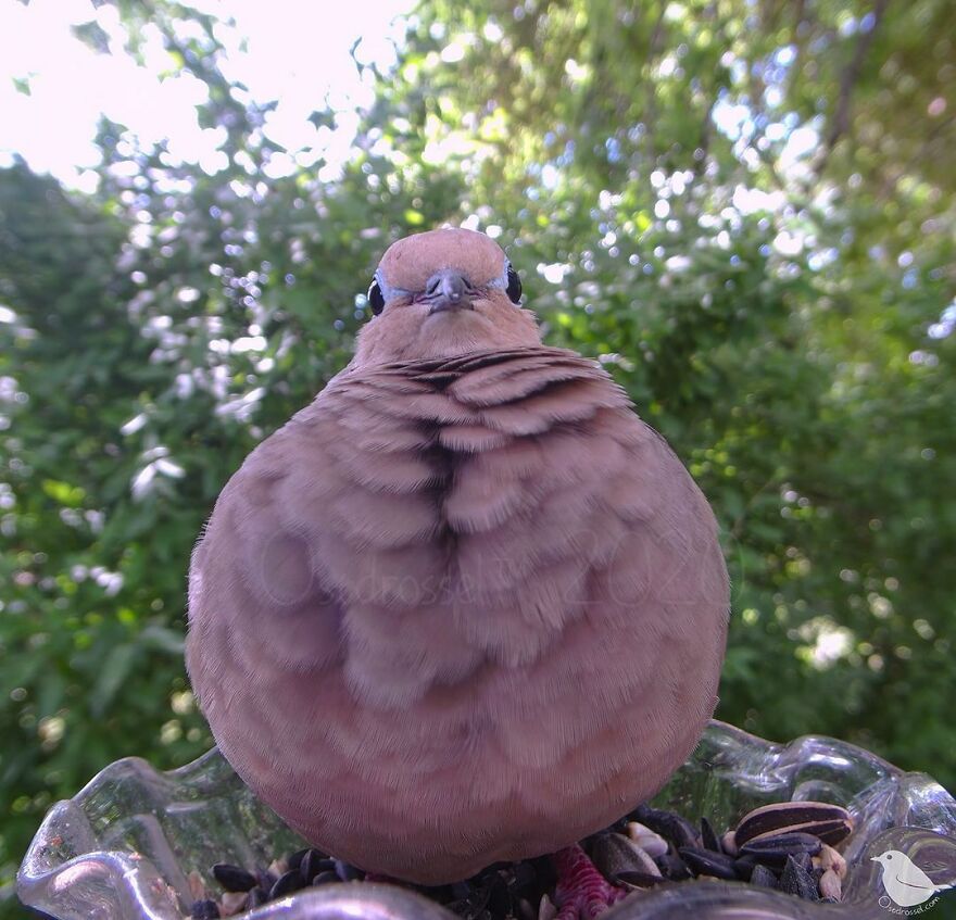 Mourning Dove