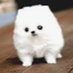 ariyannahkitchen avatar