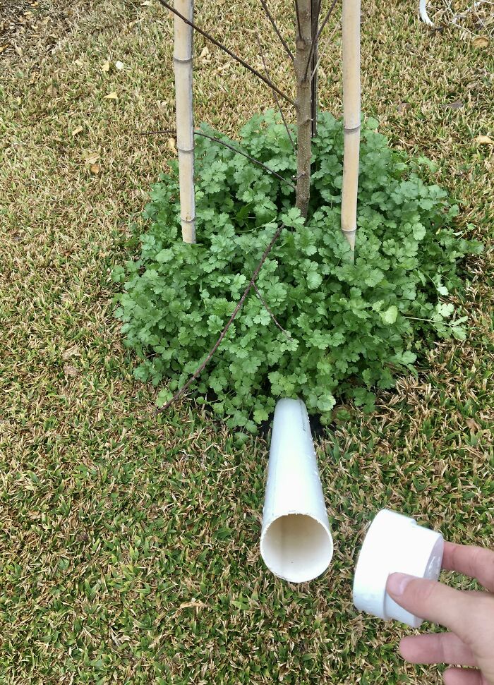 My New Tree Is Growing Incredibly Fast. I’m Using A Root Training Method I Found Online That Waters It From Below And Sets Up An Ideal Situation For It With The Soil