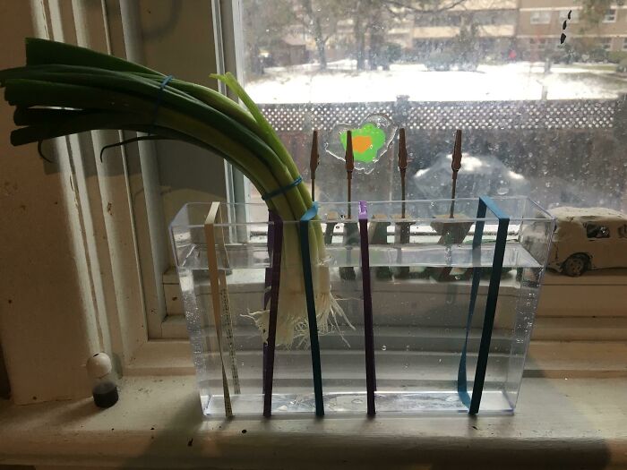 A Hack For Growing Veggies In The Kitchen