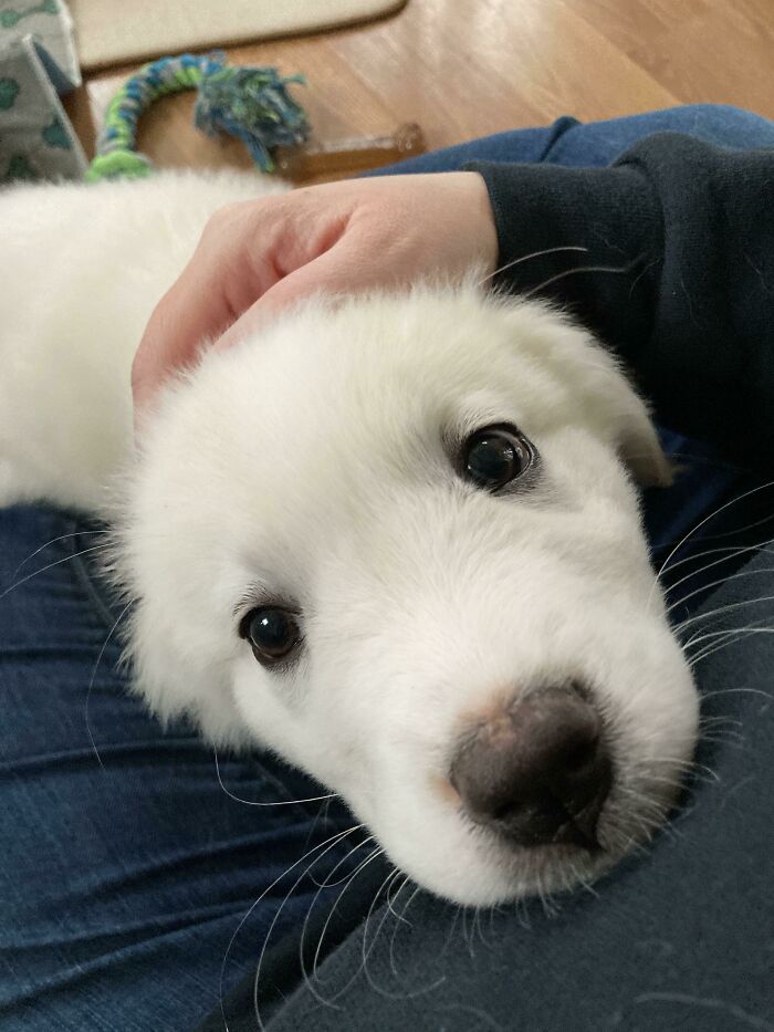 Daphne Is Hoping For Just A Few More Minutes Of Snuggles