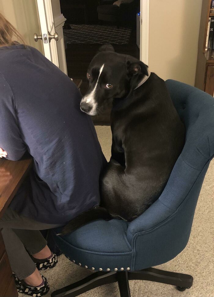 We Call Her “The Wedge”. She Loves To Squeeze Herself Into Every Chair My Wife Happens To Be Sitting In