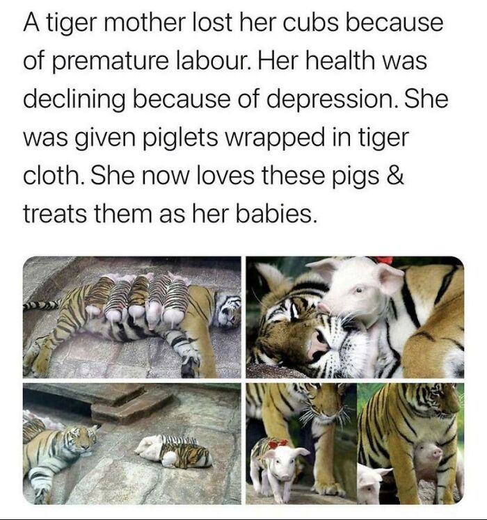 Tiger mother caring for piglets wrapped in tiger cloth, showing adorable animal pics that highlight unusual animal bonding and affection.