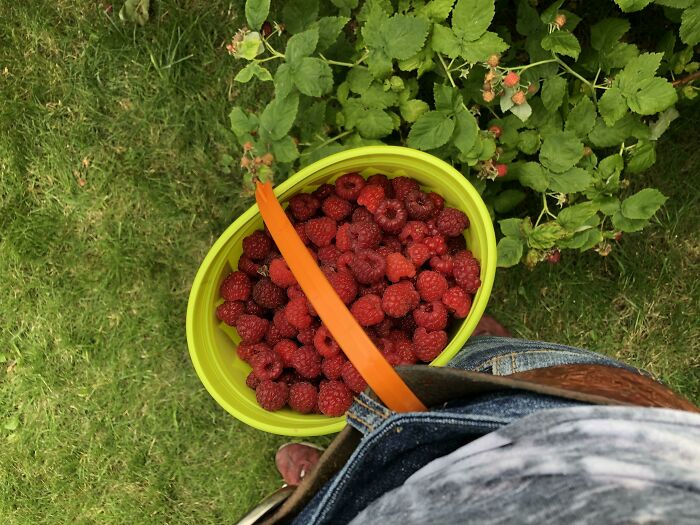 My Life Hack: Plastic Pail Through The Belt So Both Hands Are Free To Pick The Raspberries