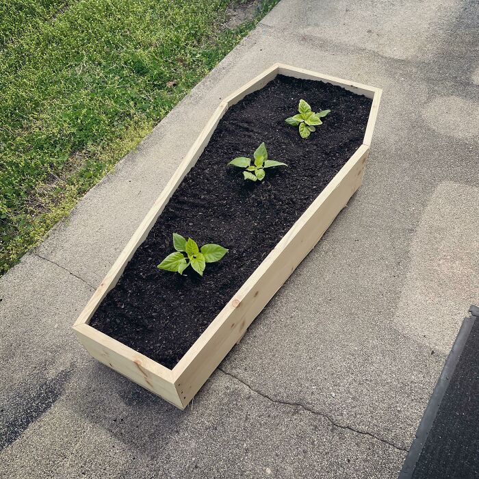 I Made A Coffin Planter For My Ghost Peppers