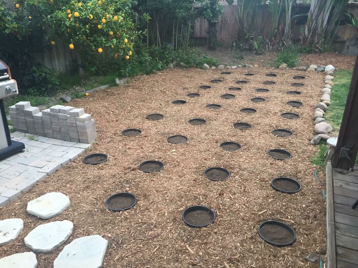 My 7 Year Old Said “Dad I Want To Walk Through Rows Of Sunflowers”. The Sunflowers Will Be Glorious