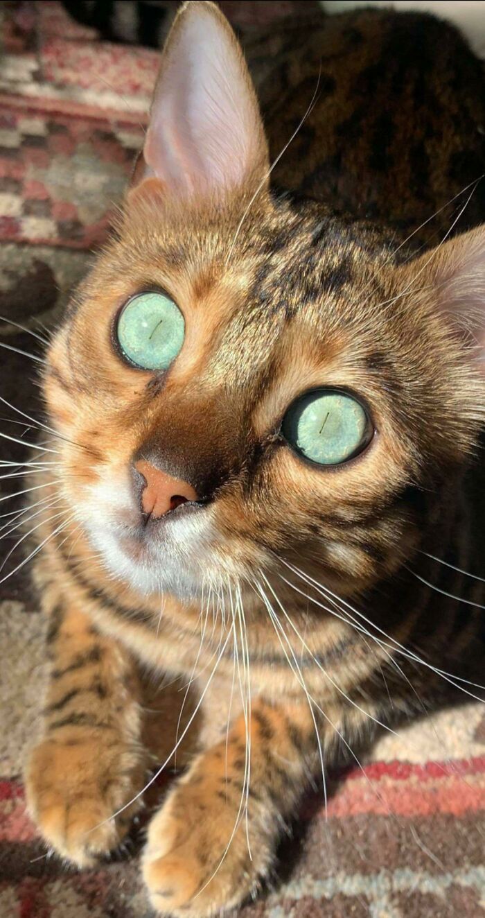 My Cat With His Eyes Open But Pupils Closed