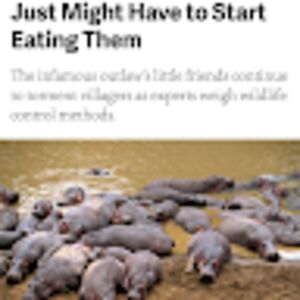 illegalcolumbianhippo avatar