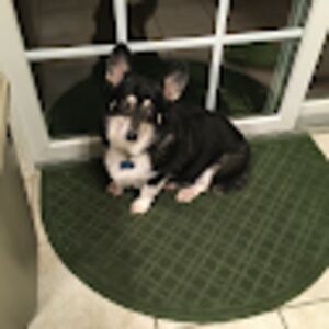 dianacurtis_1 avatar