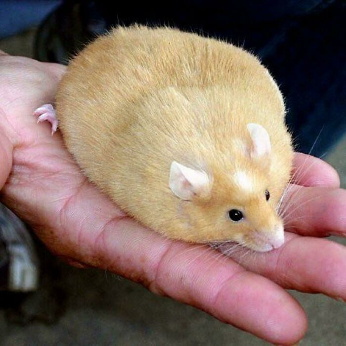 Plump Hamster