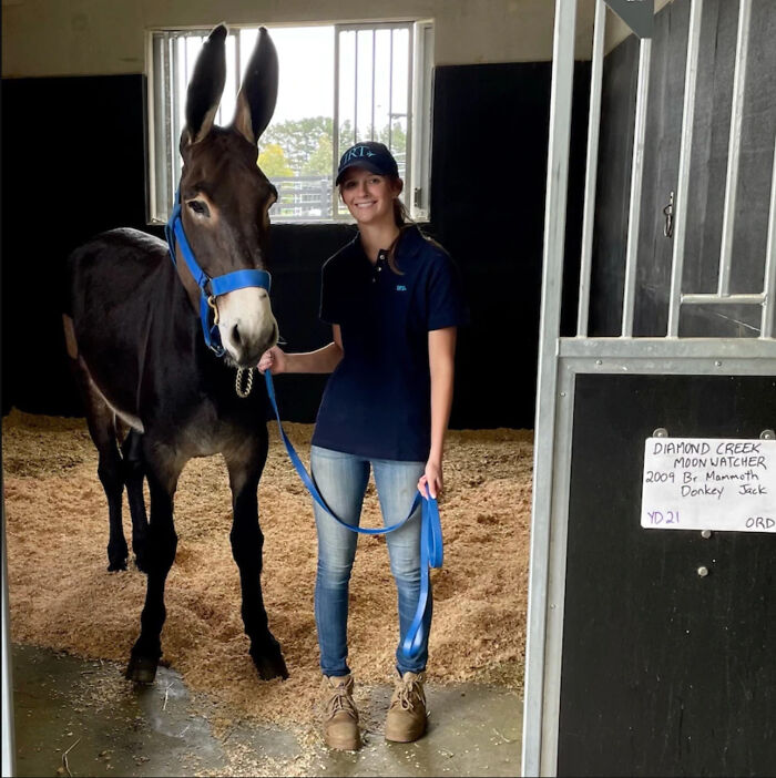 Meet Moonwatcher, An American Mammoth Donkey