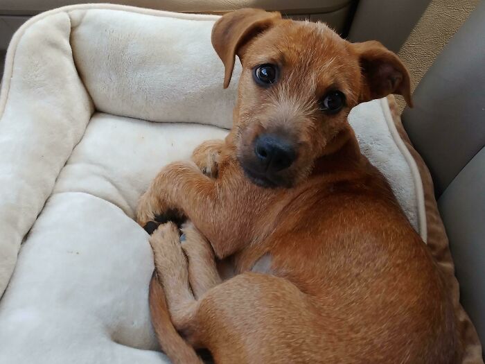 Say Hi To Puppy "Zemo". Adopted Yesterday And Is Now Master Of All He Surveys