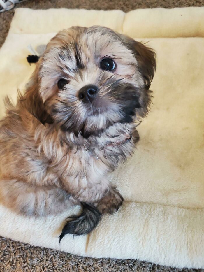 Adopted This Little Girl Today. Named Her Venus