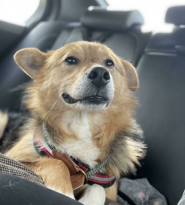 Just Adopted My (Rescue) Dog! Meet Iggy!