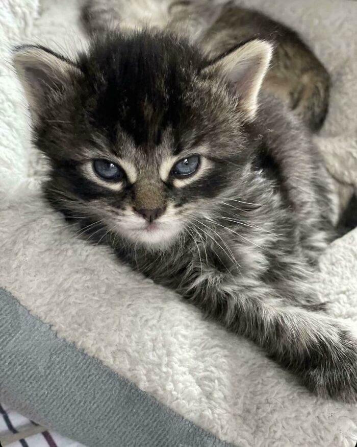 Adopting This Absolute Angel