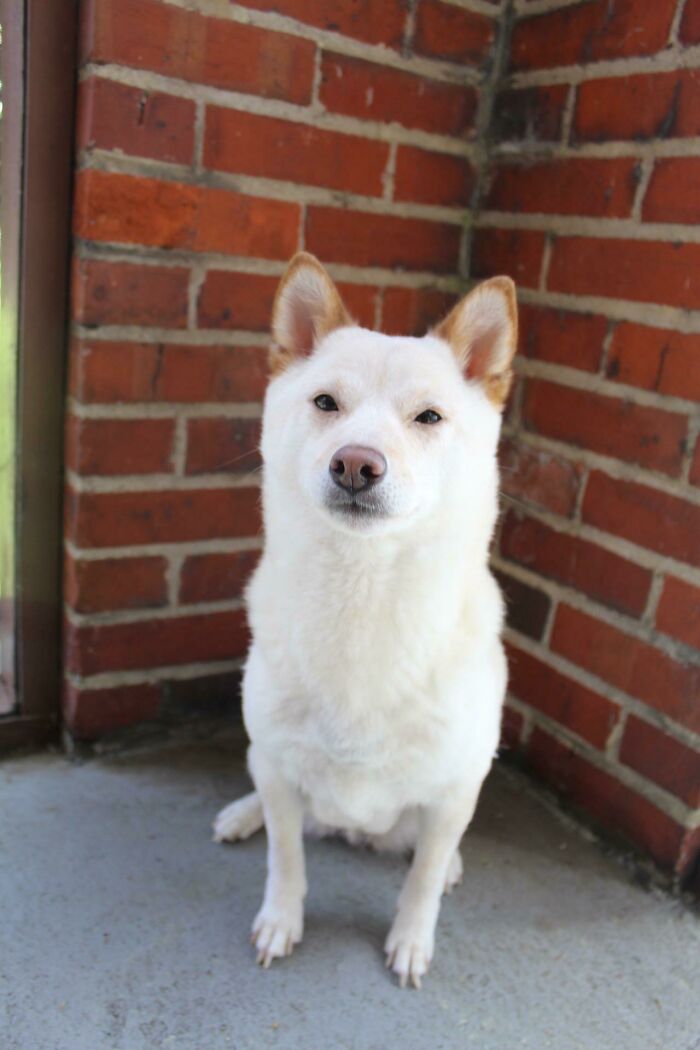 We Adopted This Sweet Girl Piper Today. She’s Very Photogenic