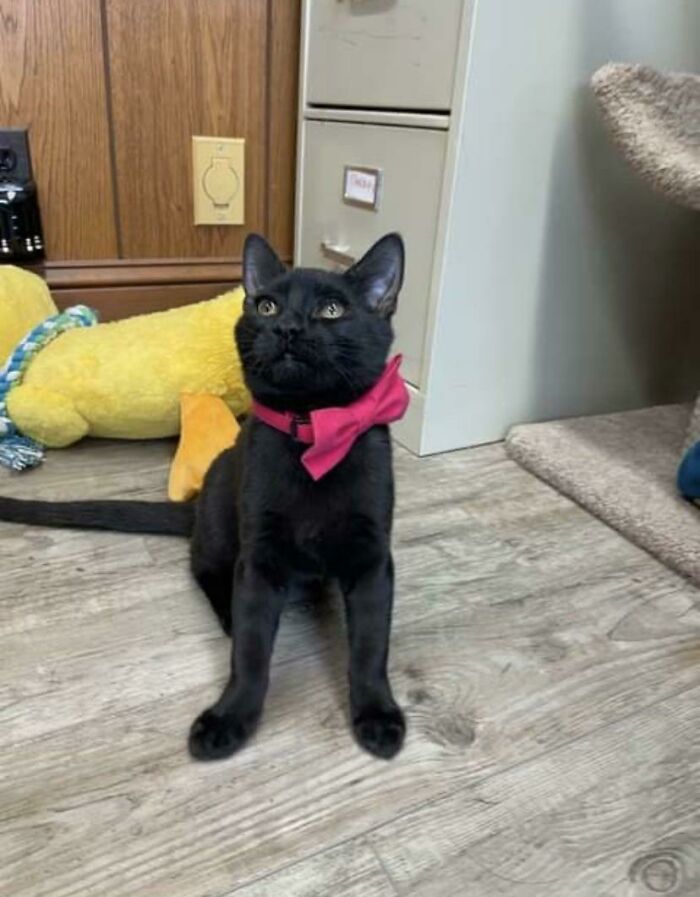 Picture Of Our Rescue Boy A Few Days Before We Adopted Him. The Shelter Never Even Got To Post The Pic, So They Sent It To Us Instead. We Named Him Admiral Linguini