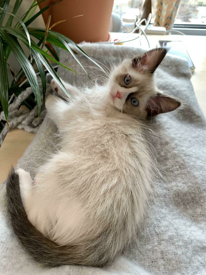 Won Some Money Playing Blackjack Last Weekend, So I Adopted A New Kitty, Moonworm!