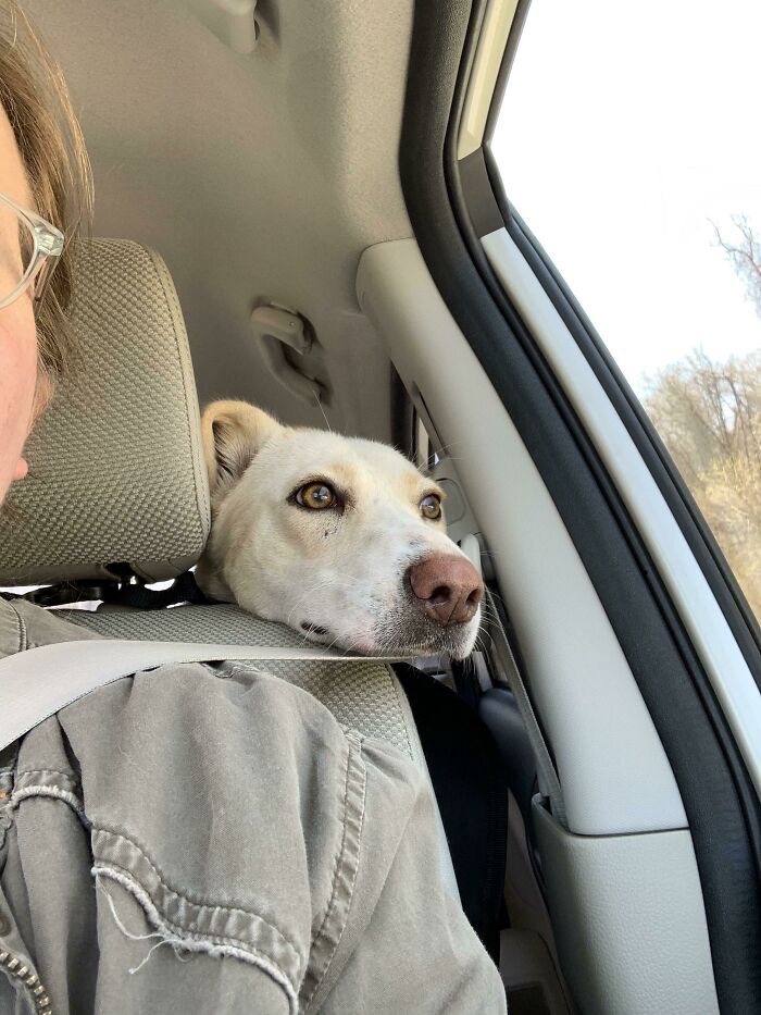 Adopted My Jessi Girl From The Shelter Today