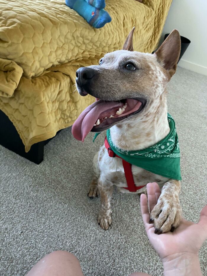 Just Adopted This Handsome Boy. Welcome Home Finley 