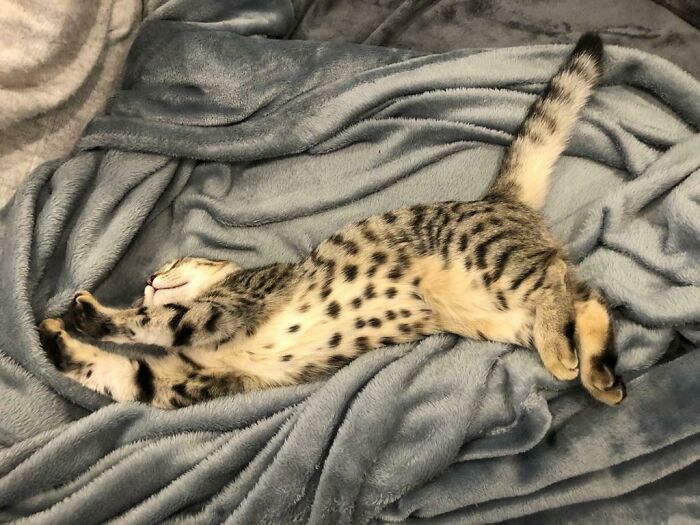 Just Adopted Her, Already Made Herself Comfy