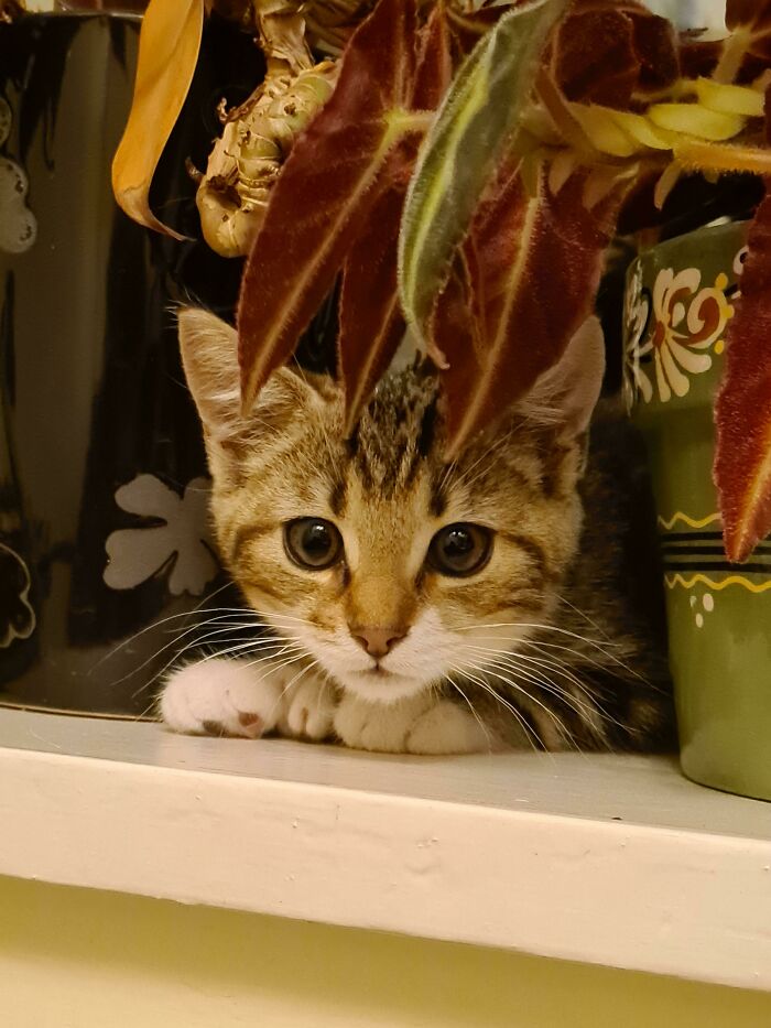 I Recently Adopted A Kitten And I Personally Find Him Rly Cute (His Name Is Zeke)