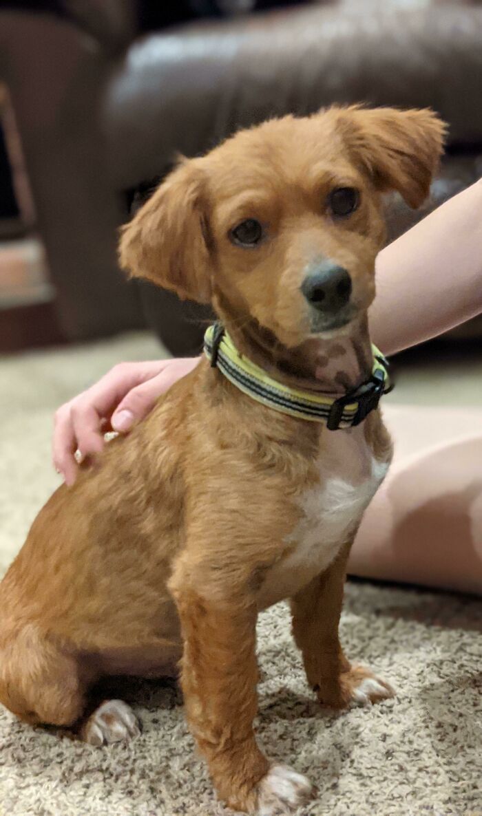 Meet Louie! We Adopted Him Last Weekend From A Local Rescue Shelter!