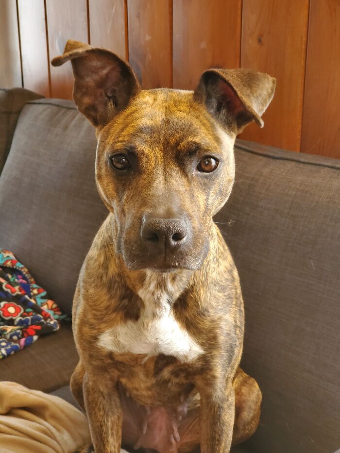 We Adopted A 5 Yr Old Catahoula Leopard Mix, Meet Mocha