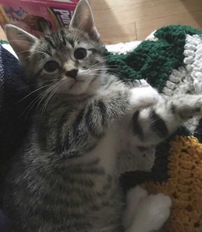 So Here Is My New Adopted Kitten! His Name Is Fry!