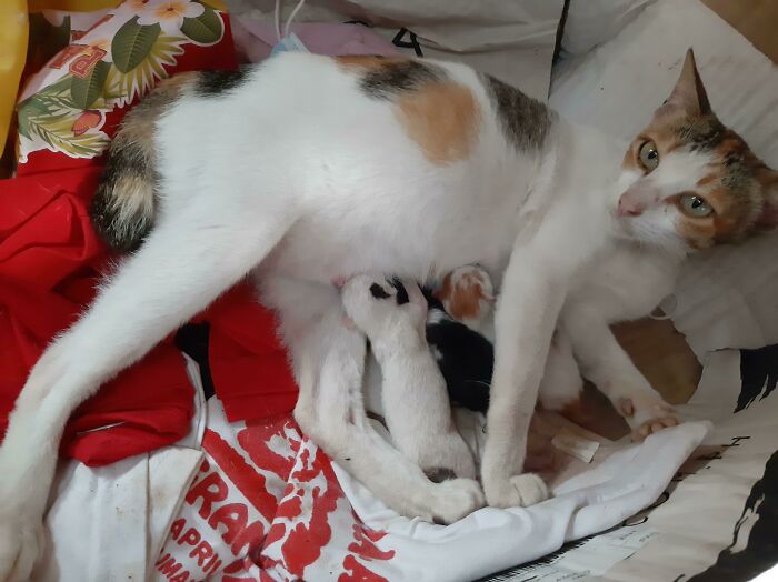 The Stray Cat We Adopted Just Had Kittens