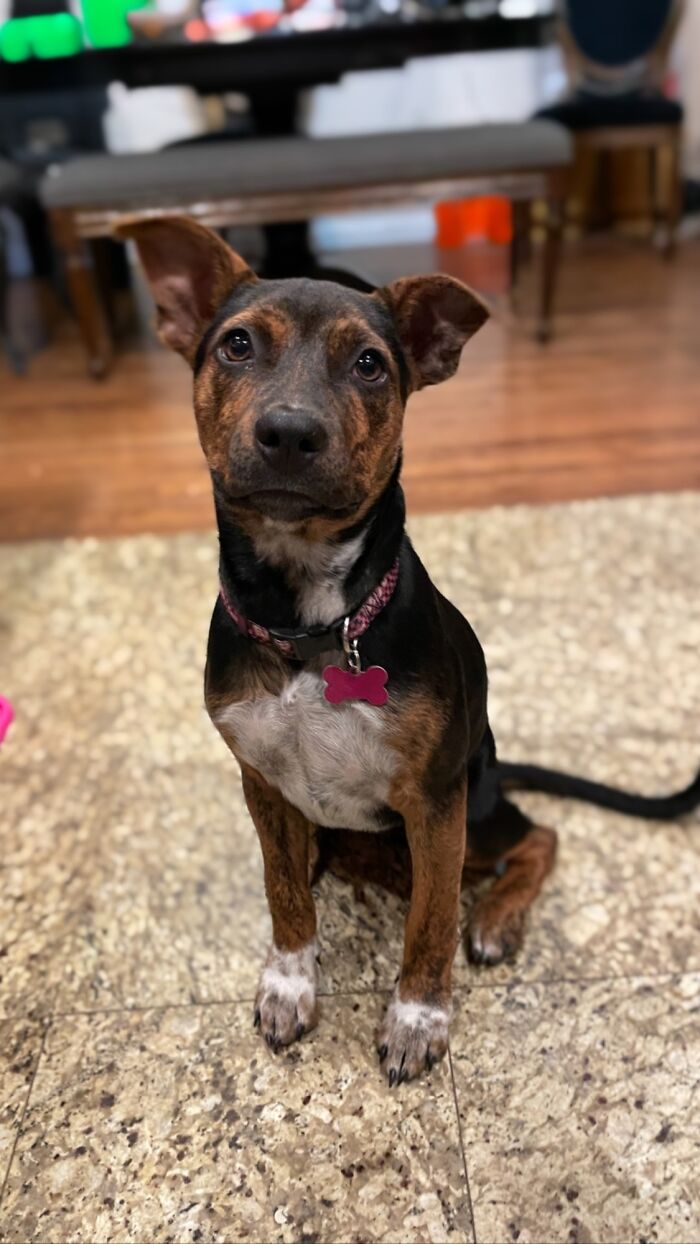 We Just Adopted Toula, 4 Months Old!