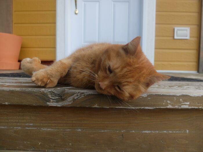 A Barn Cat Adopted Us. Meet #turkeycat