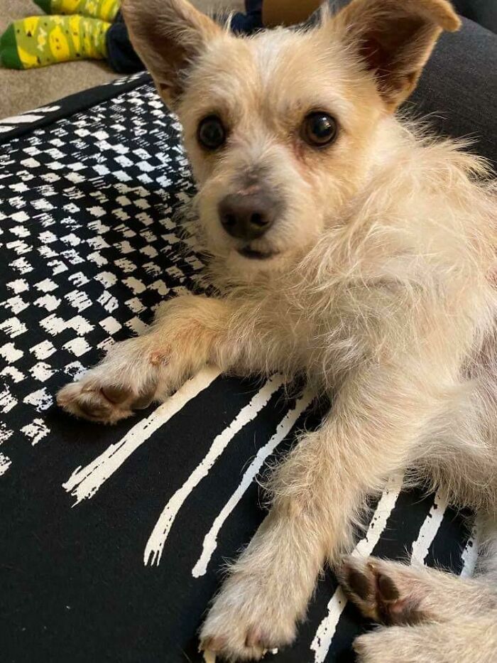 Tried Adopting For Months And Had Given Up. Then On My Birthday I Found Ludo. Or Did He Find Me?