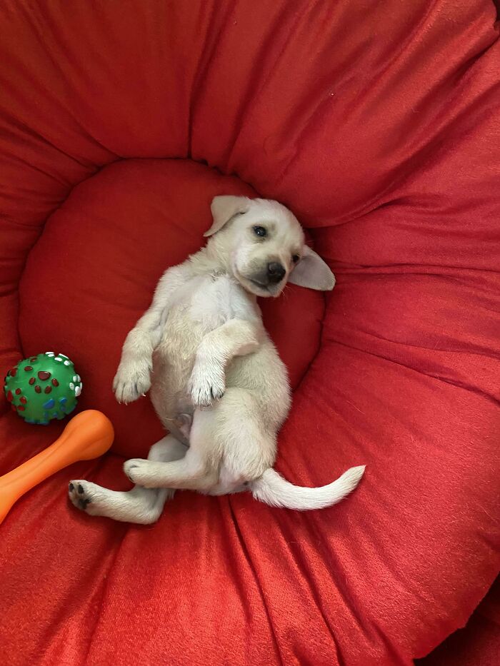 My Cousin Found (What Seems To Be) A 6 Week Old Puppy On The Streets And Adopted It... Meet Duke