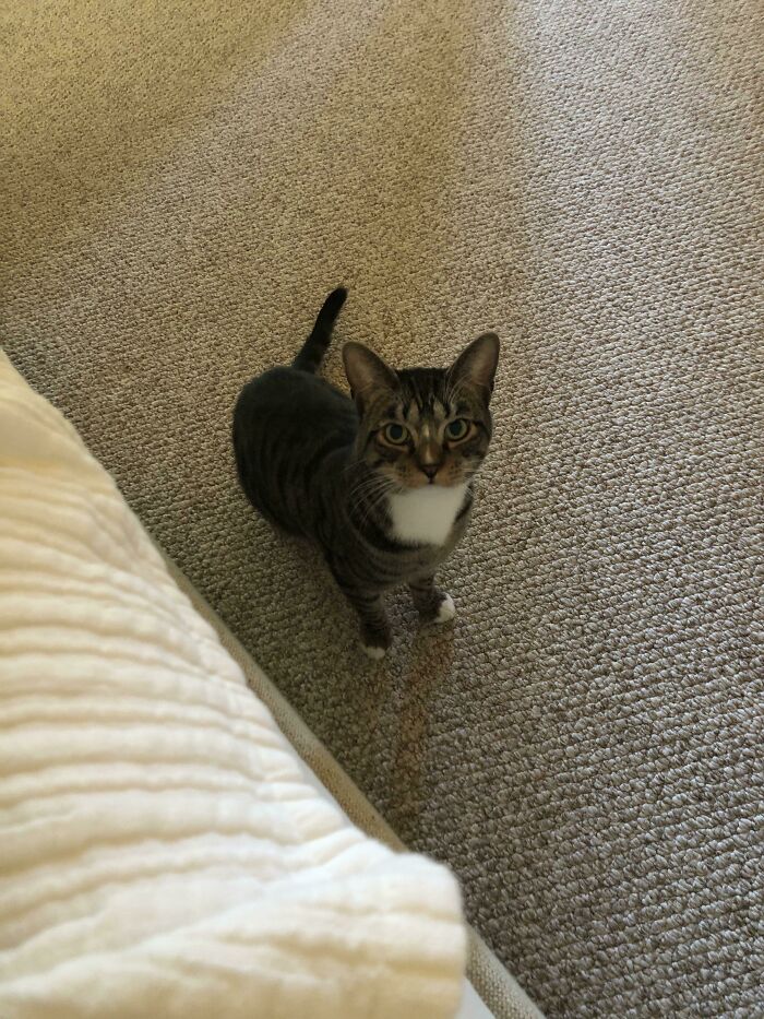 My Shy Adopted Kitty Is Becoming Less Shy By The Day! He Said Hi To Me This Morning. Yay!