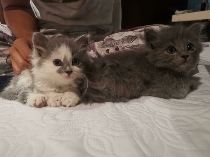 Adopted These Two Little Brothers Last Year. They Grow Up So Quick