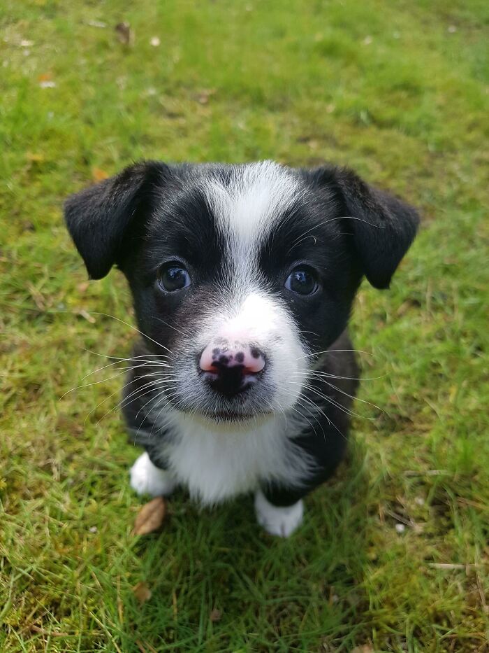 Reddit, Meet Kodi (8 Weeks Old Mixed Breed Adopted Week Ago)