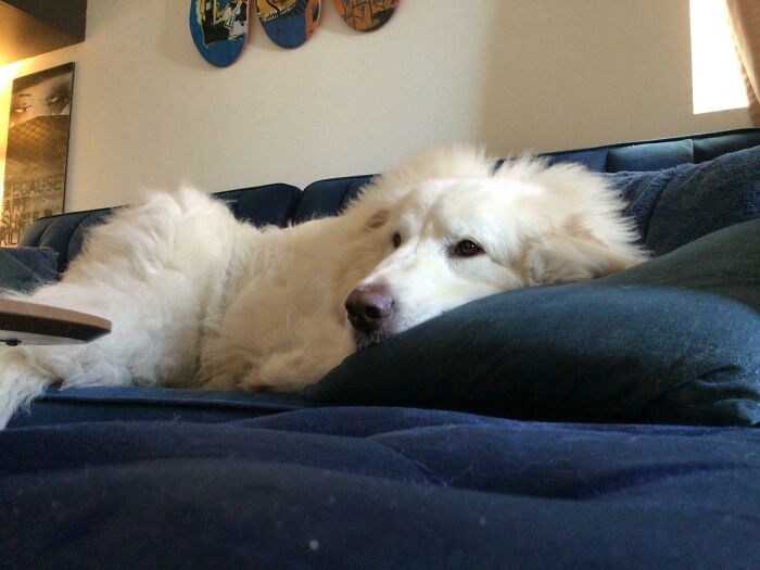 Gracie Is My Quarantine Rescue