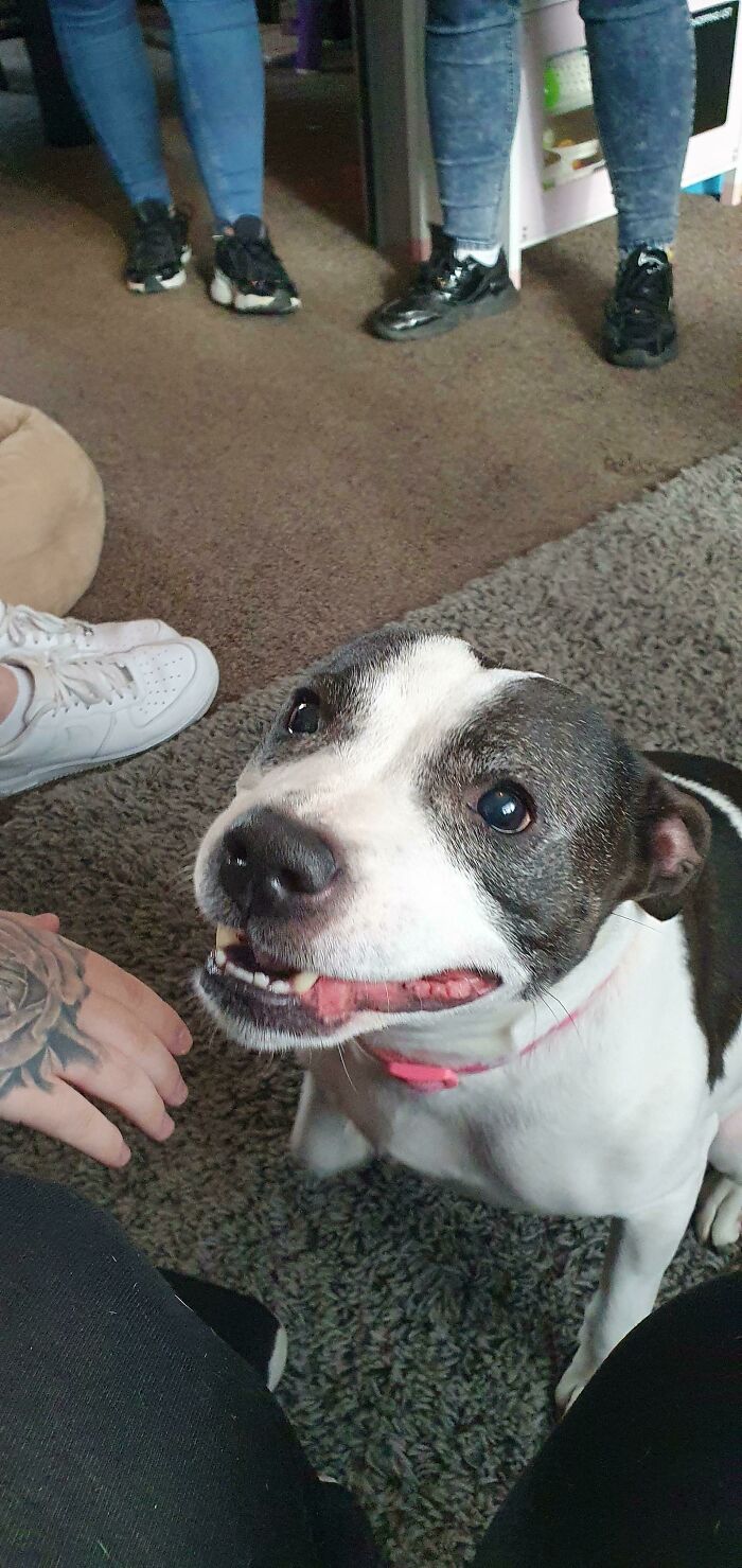 Doggo Who We Are (Hopefully) Adopting Very Soon. She Sits On Your Lap And Will Happily Kiss Your Face Off