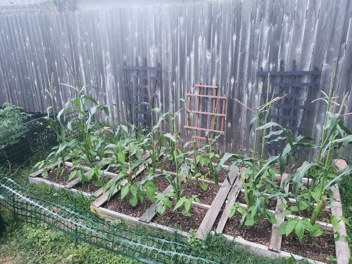 My Three Sisters Garden. Sweet Corn, Green Beans And Squash