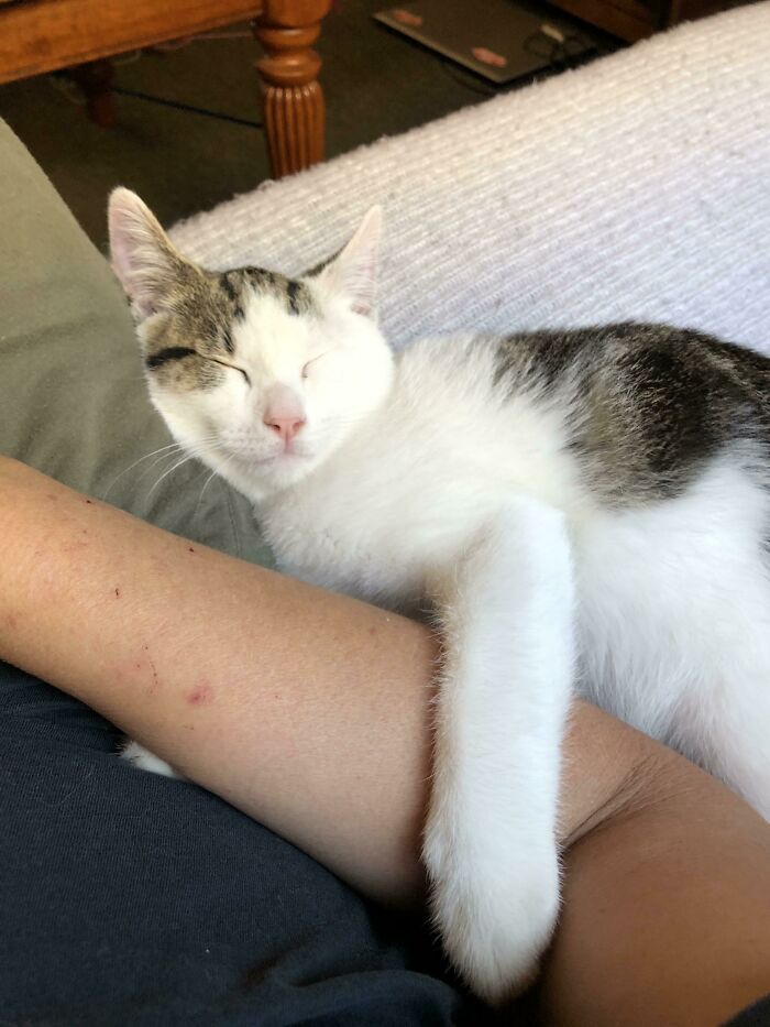 Adopted Bug A Week Ago Today, He Is Now The King Of The House