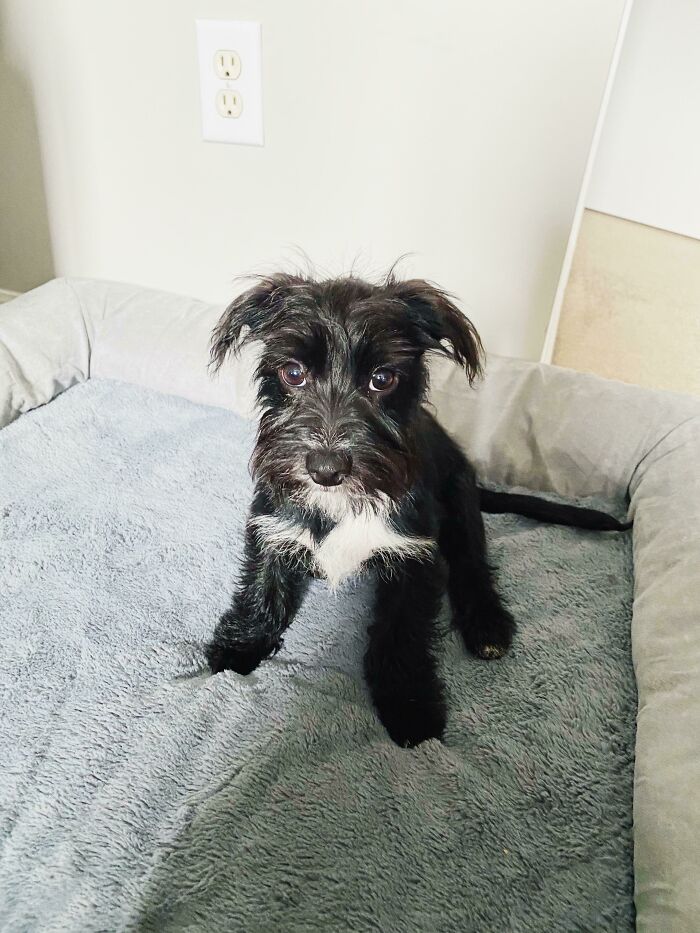 Look Who I Adopted This Weekend! His Name Is Albus — Or The ‘Bus, As He’s Called On The Streets