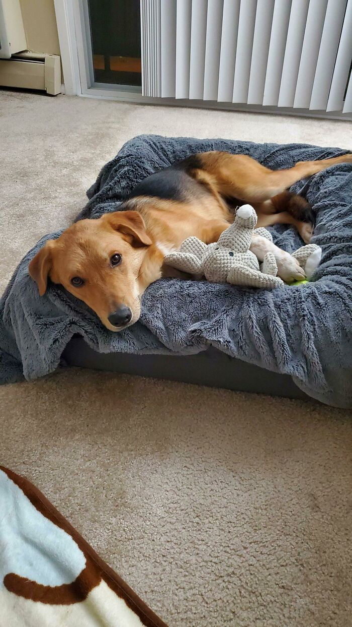 First Day After Being Adopted And He's Already Making Himself Comfy